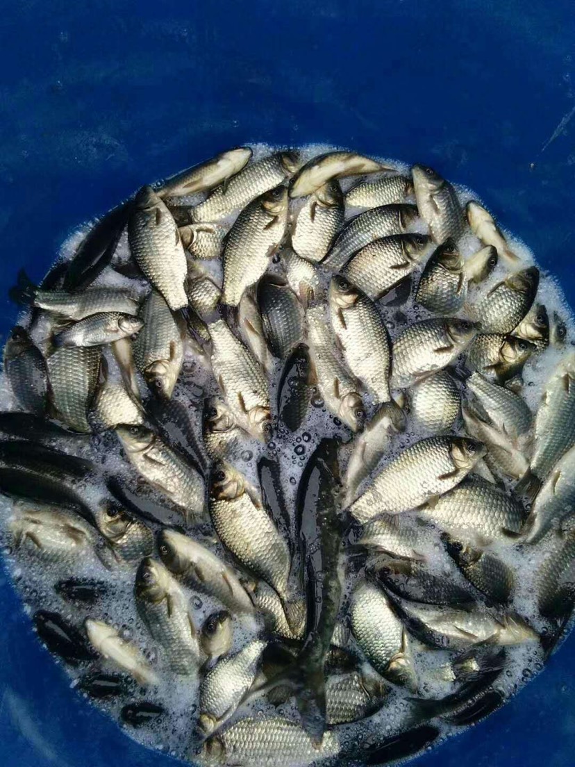 [池塘草鱼批发]池塘草鱼 人工养殖 0.05公斤价格